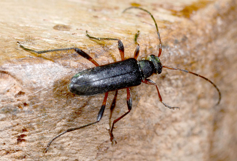 Cerambycidae: Grammoptera ruficornis ruficornis